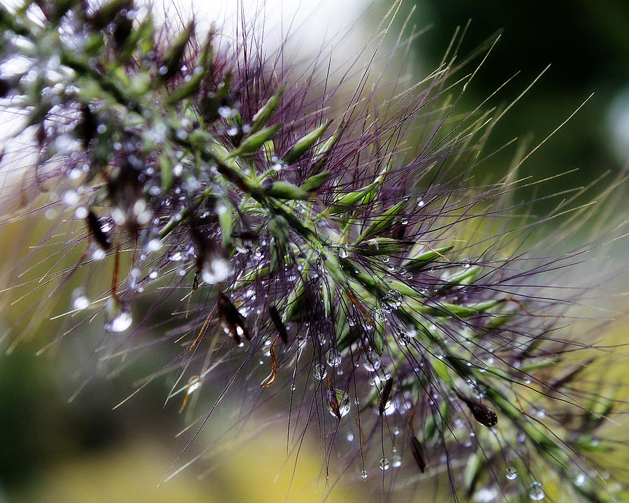 Grass After The Rain Photograph by Scott Hovind