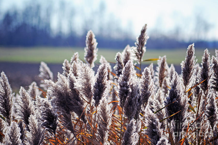 Grass Alight Photograph by Elaine Mikkelstrup - Fine Art America