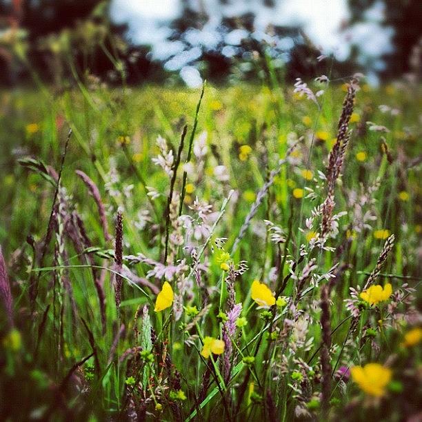 Flower Photograph - Grass And Flower #flowers #grass #nature by Steve Cox