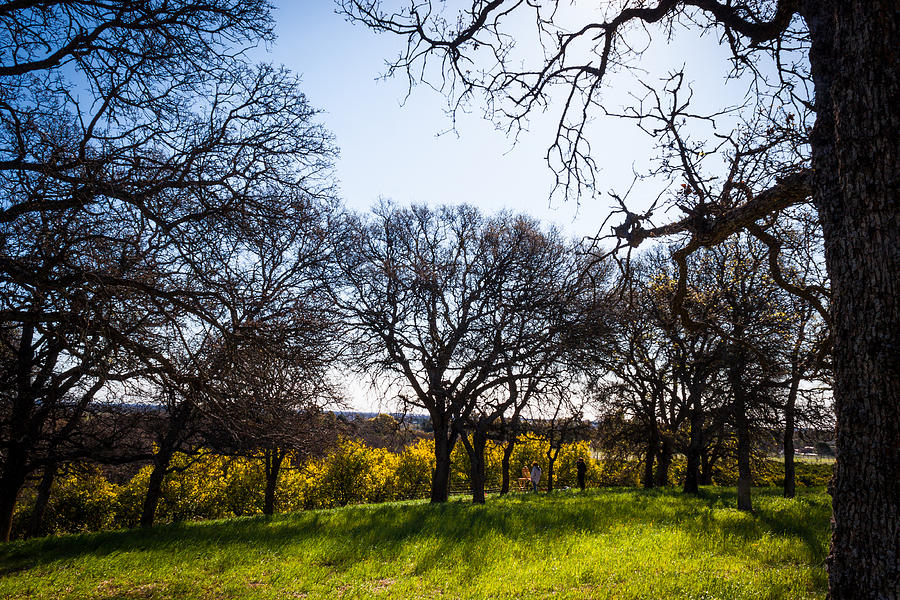 Farm Photograph - Grass and Oaks by Chris Fullmer Farm Photograph - Grass and Oaks by Chris Fullmer