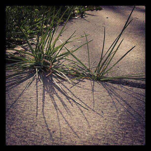 Grass Casting Shadows Photograph by Jess Gowan