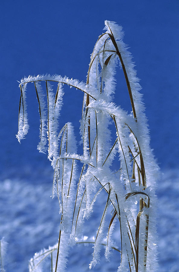 Grass Covered In Frost Crystals, Germany Photograph by Konrad Wothe