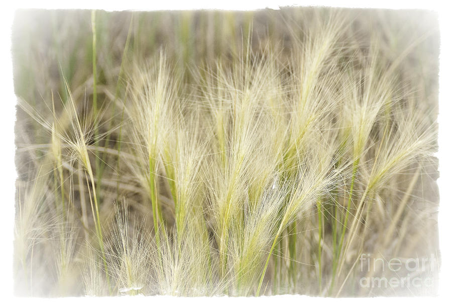 Grass Photograph by David Waldrop