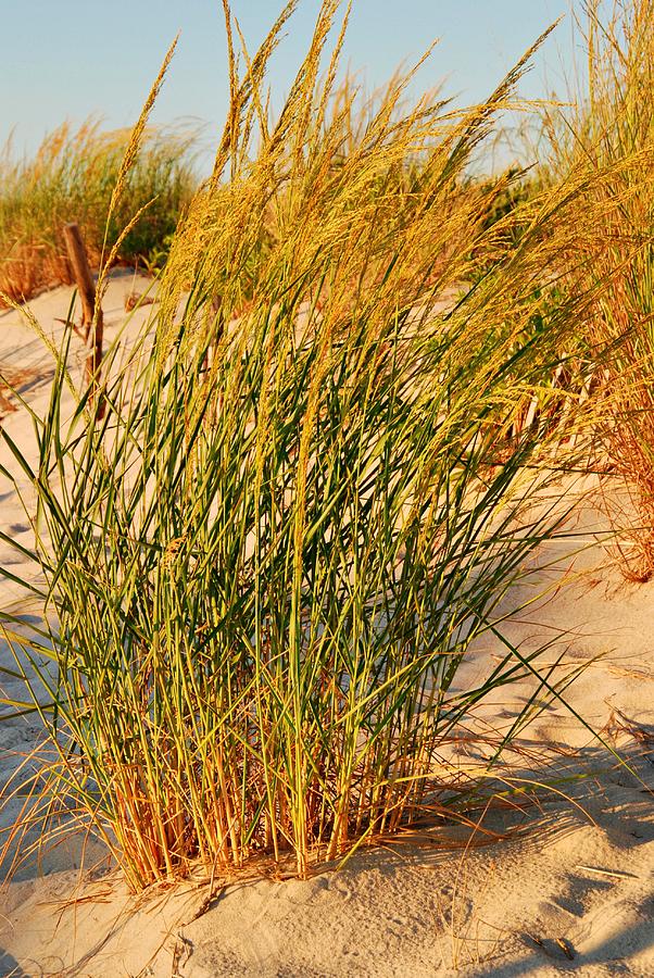 Grass Dune I - Jersey Shore Photograph by Angie Tirado