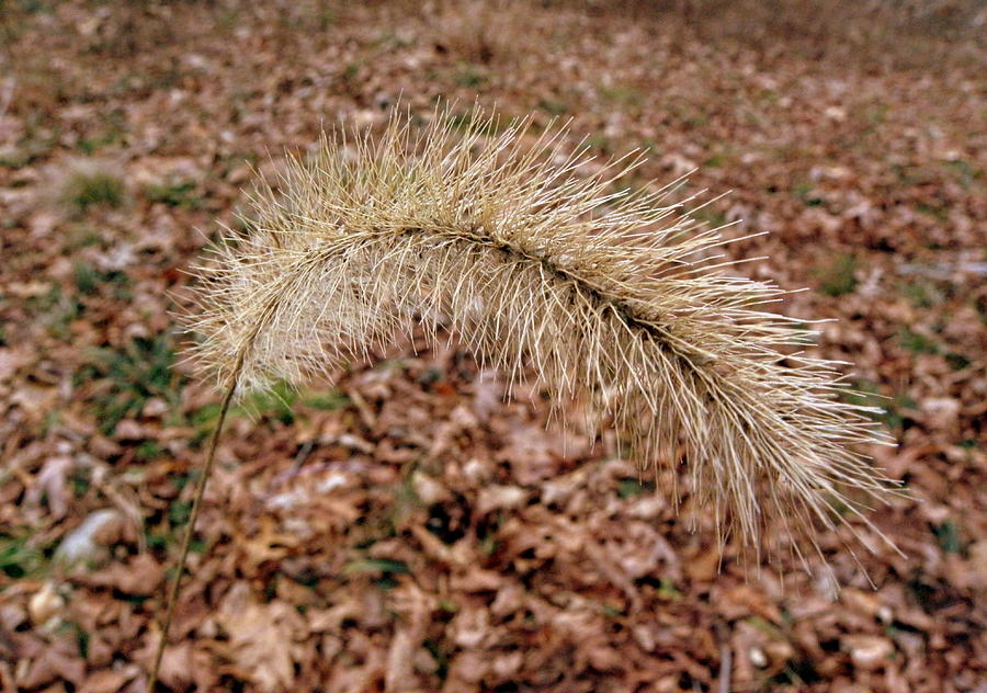 Grass Fuzzy Photograph by Kim Galluzzo Wozniak