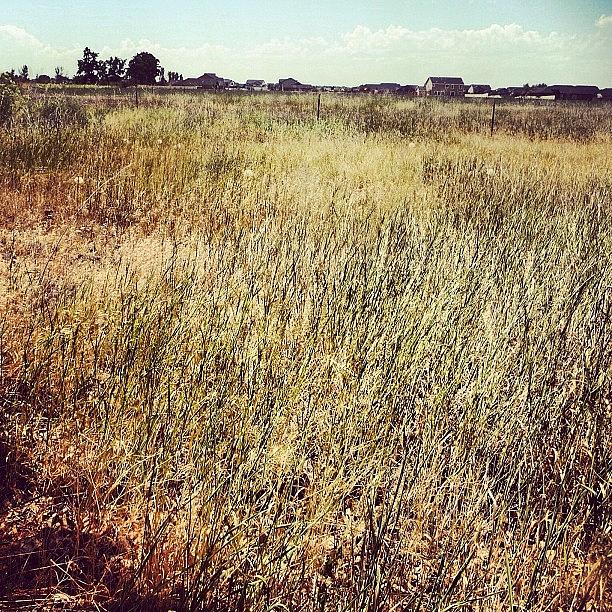 Summer Photograph - #grass #grasslevelseries #nature #idaho by Cassidy Taylor