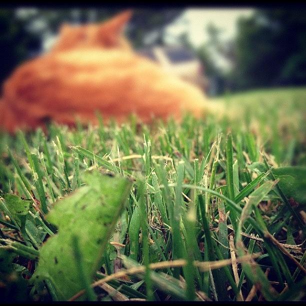 Paris Photograph - #grass #green #cute #nature #love #cat by Breanna W
