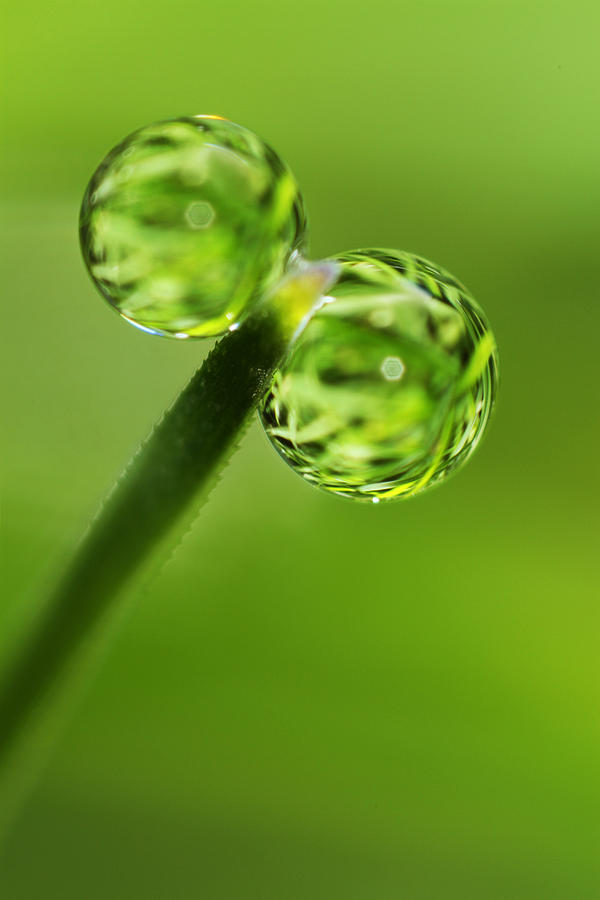 Grass Green Dew Drops Photograph by Sharon Johnstone