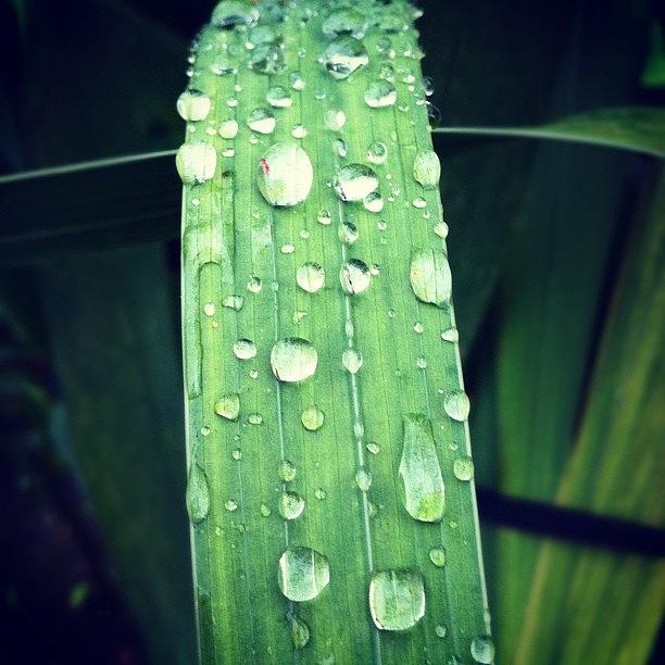 Nature Photograph - #grass #green #rain #drops #water by Julia Mironova