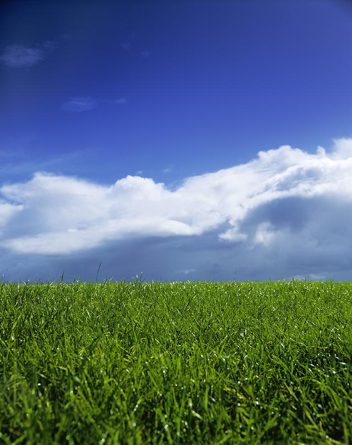 Grass In A Field, Ireland Photograph by The Irish Image Collection ...