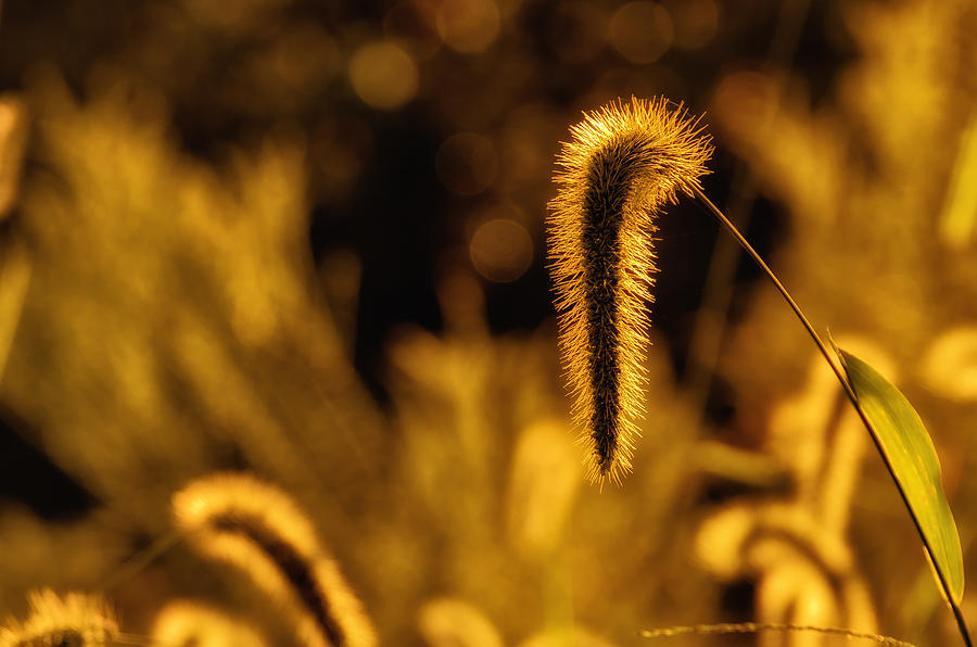 Grass in Golden Light Photograph by Lori Coleman
