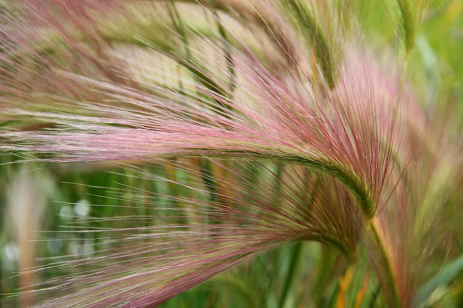 Grass in the Field of Dreams Photograph by Michele Cornelius