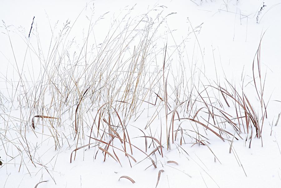 Grass in the Snow Photograph by Larry Ricker