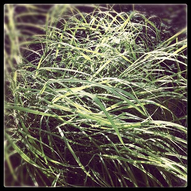Summer Photograph - Grass by Kristina Parker