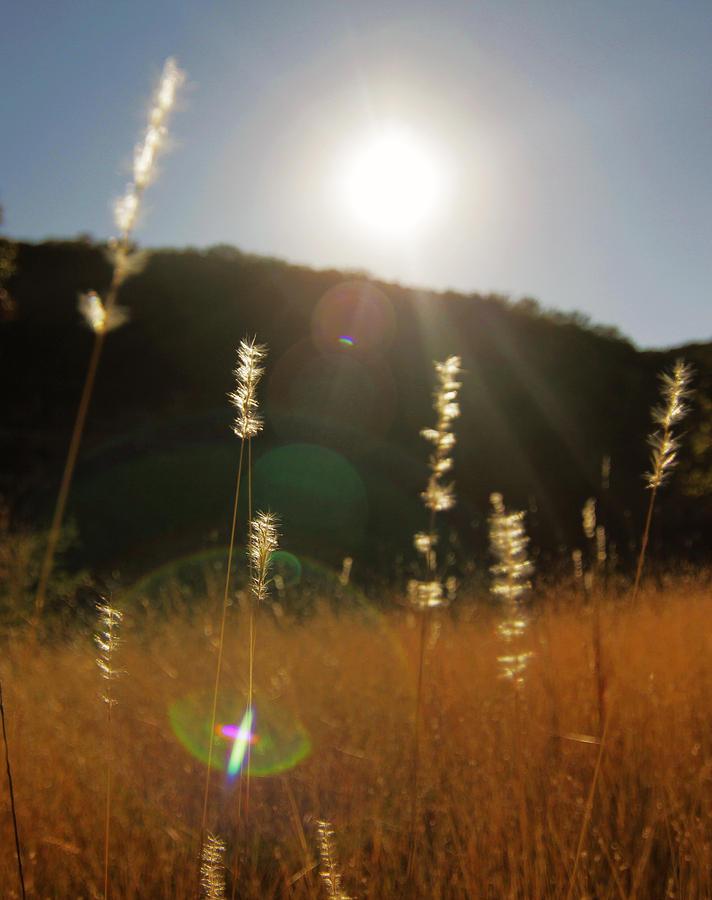 Grass Light Photograph by Chris Multop