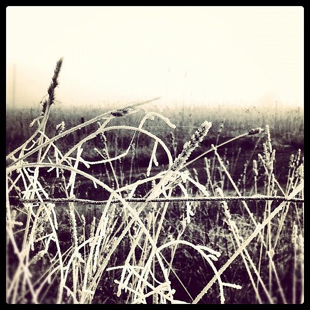 Winter Photograph - Grass Of Frost by Kim Gourlay