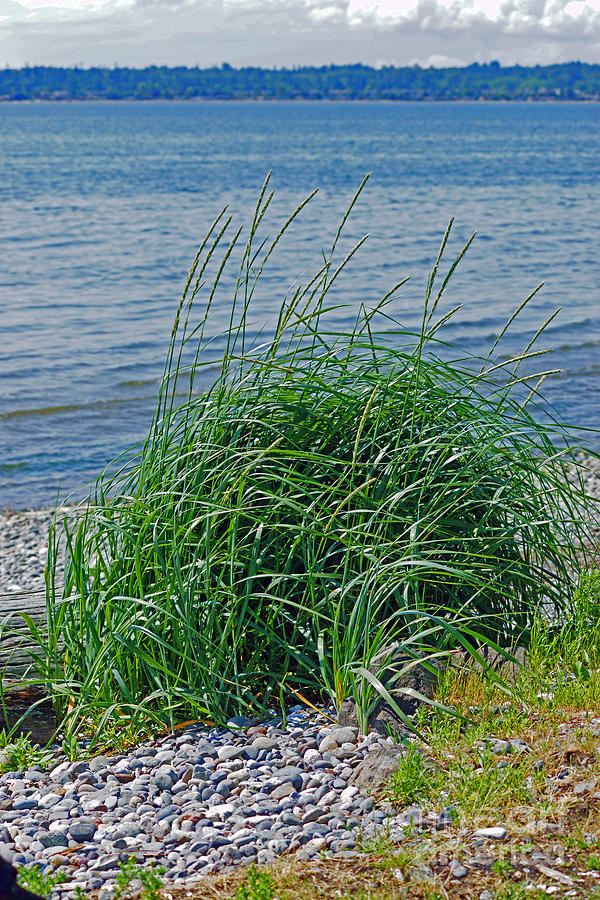 Grass on the Beach Photograph by Randy Harris