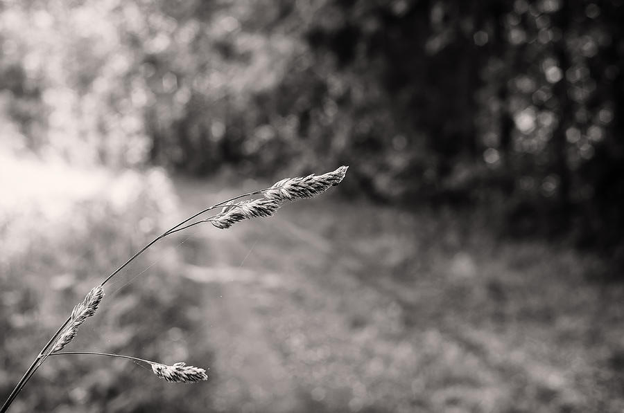 Black And White Photograph - Grass Over Dirt Road by Lori Coleman