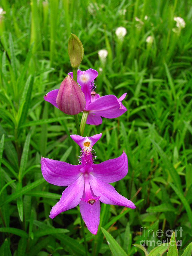 Grass Pink Wild Orchid  Photograph by Donna Brown