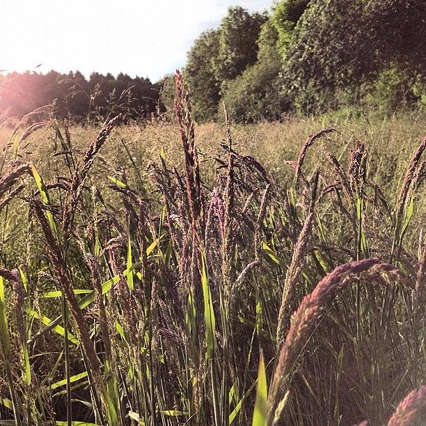 Nature Photograph - #grass #plant #plants #botanical by Miss Wilkinson