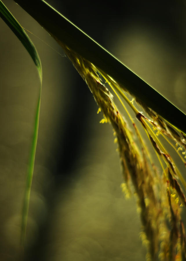 Grass Plume Photograph by Rebecca Sherman