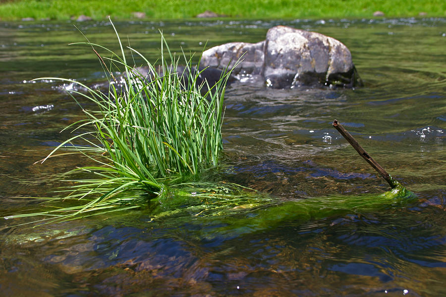 Grass Rock Stick Photograph by Joseph Bowman