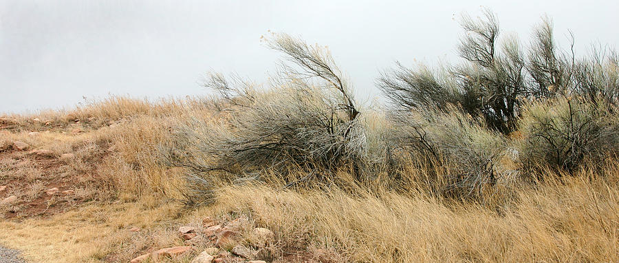 Grass Santa Fe Photograph by T R Maines