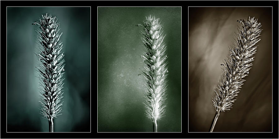 Grass Seedhead-Black Triptych Photograph by Onyonet Photo studios