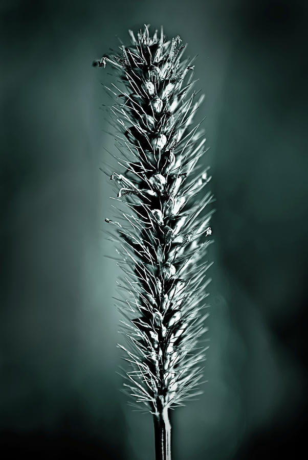 Grass Seedhead In Deep Cyan Photograph