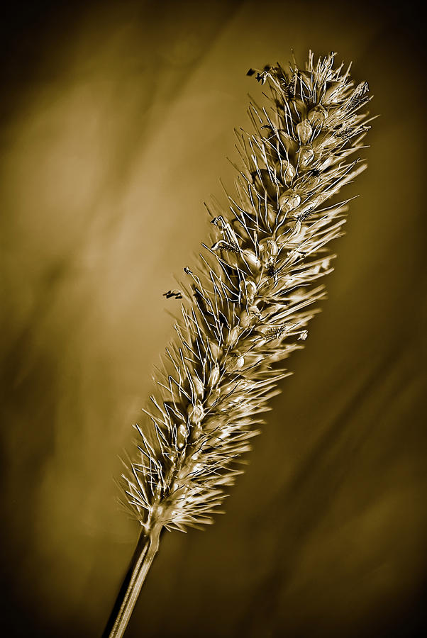 Grass Seedhead Photograph by Onyonet Photo studios