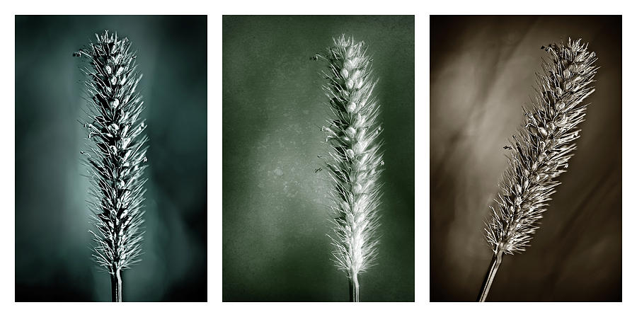 Grass Seedhead-white Triptych Photograph