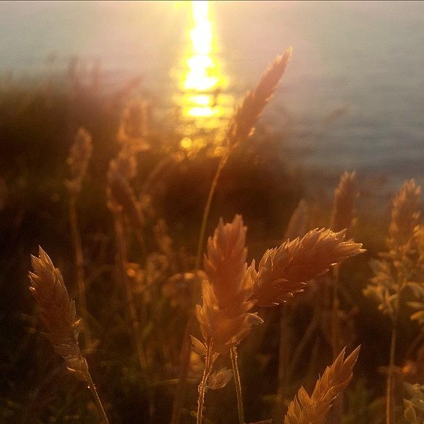 Summer Photograph - Grass Seeds By Sunset #sea #sky #sun by Anita Callister Jones