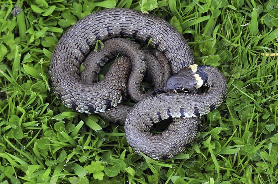 Snake Photograph - Grass Snake by Colin Varndell