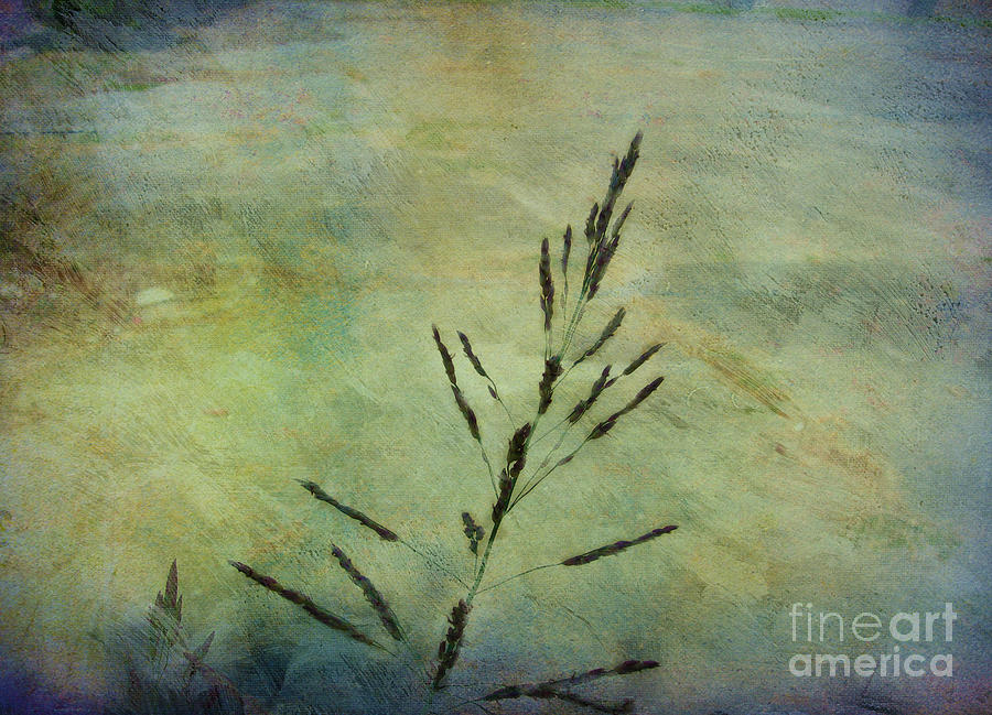 Impressionism Photograph - Grass Stem by Judi Bagwell