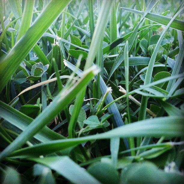 Summer Photograph - #grass #summer #greens #closeup #plant by Saul Jesse Beas