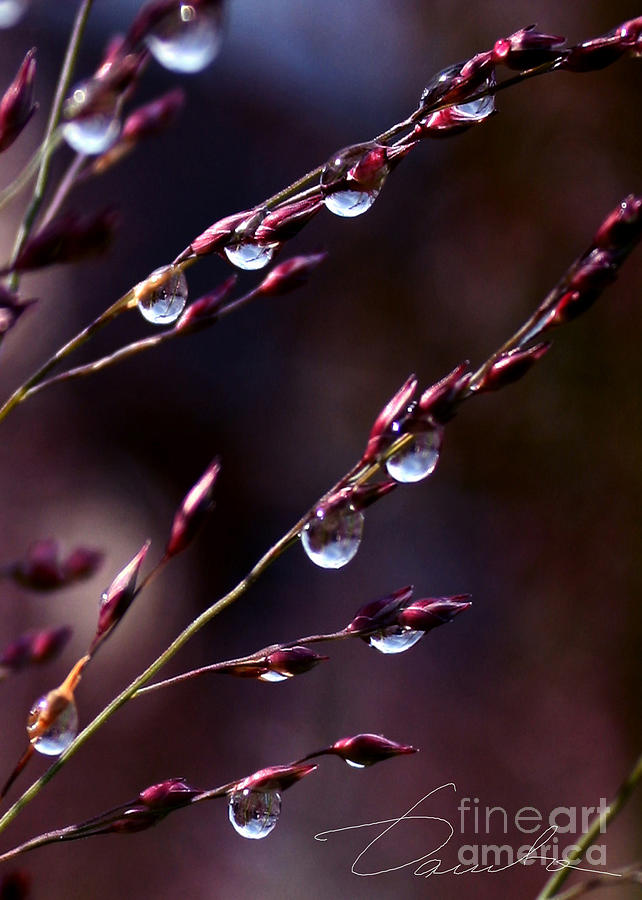 Grass tears Photograph by Danuta Bennett