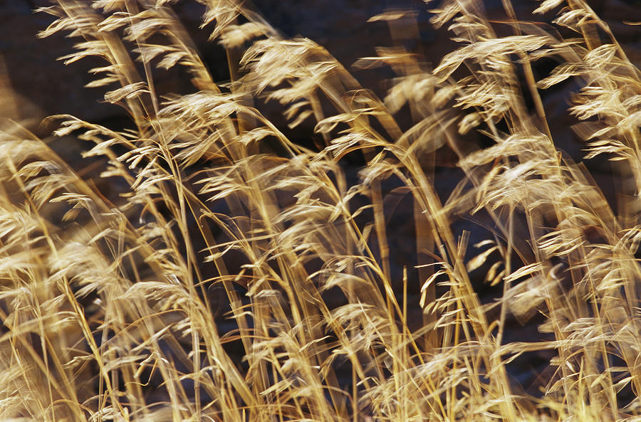 Grasses And Seedheads Swaying Photograph by Jason Edwards