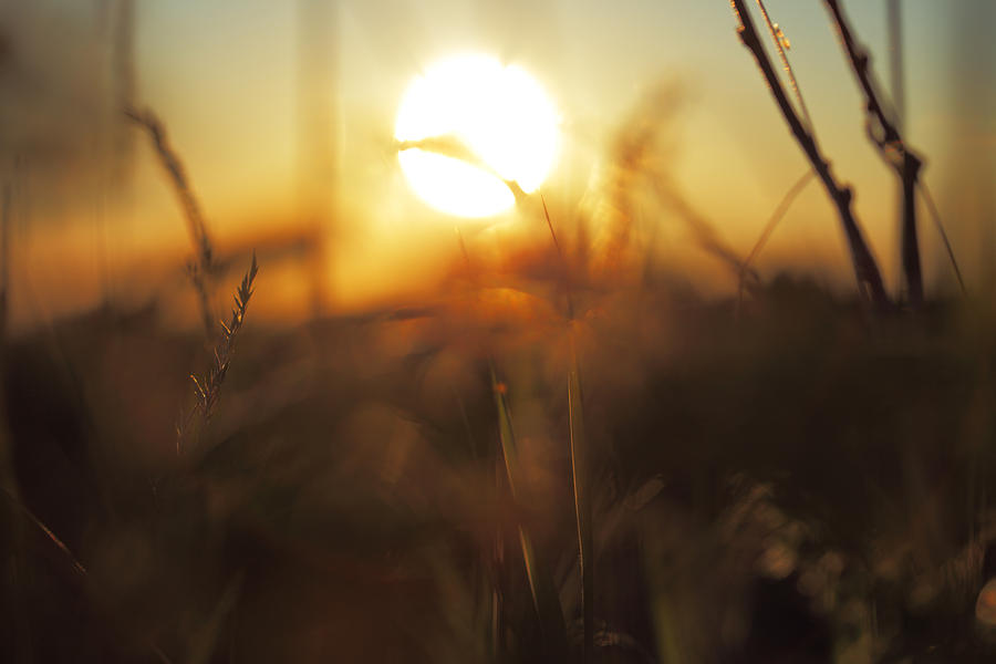 Grasses and summer sunset Photograph by Ulrich Kunst And Bettina Scheidulin