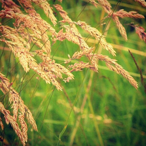 Summer Photograph - #grasses... #grass #green #grain by Linandara Linandara