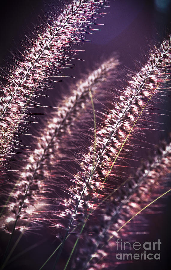 Grasses Photograph by Heiko Koehrer-Wagner