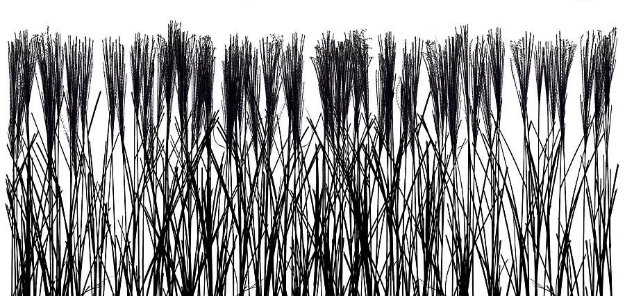 Nature Photograph - Grasses In Silhouette by Steve Gadomski