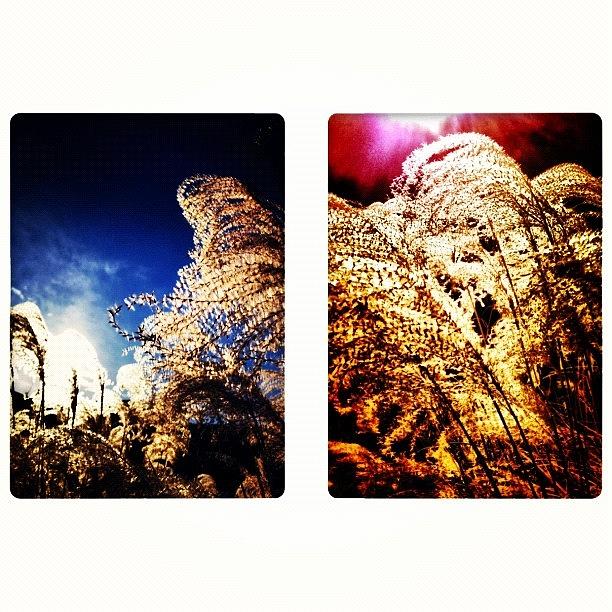 Instagram Photograph - Grasses In The Sun by Paul Cutright