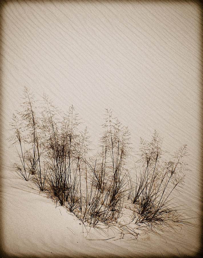 White Sands, New Mexico - Grasses Photograph by Mark Forte