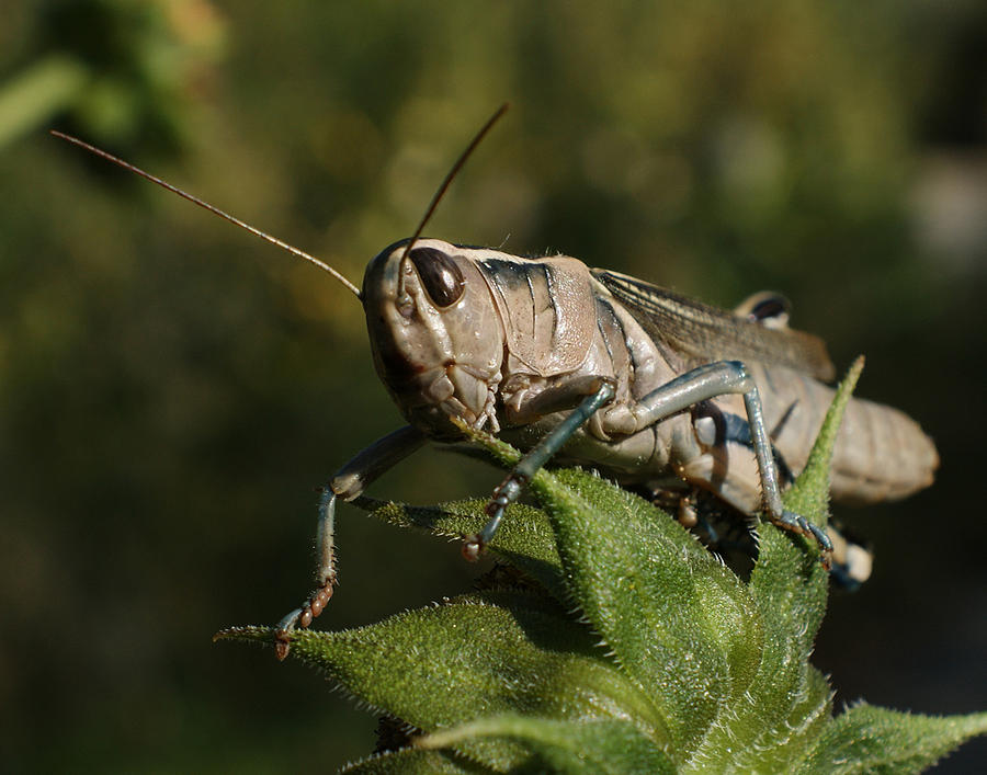 Grasshopper 2 Photograph by Ernest Echols