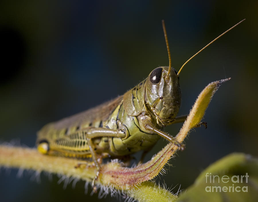 Grasshopper Photograph by Art Whitton