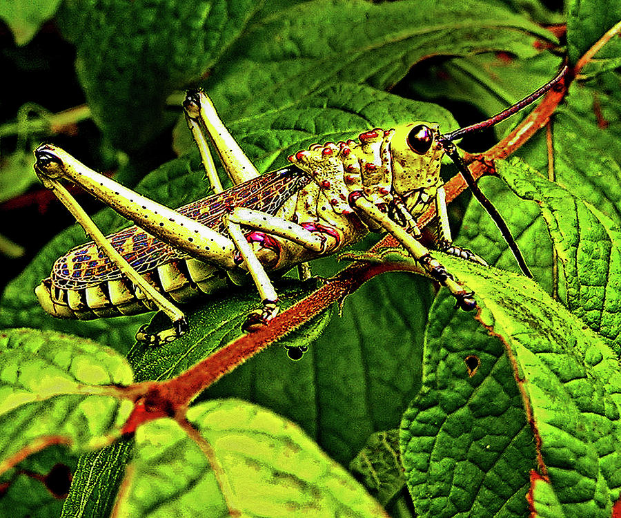 Grasshopper at the Lost City Photograph by Michael Durst - Fine Art America