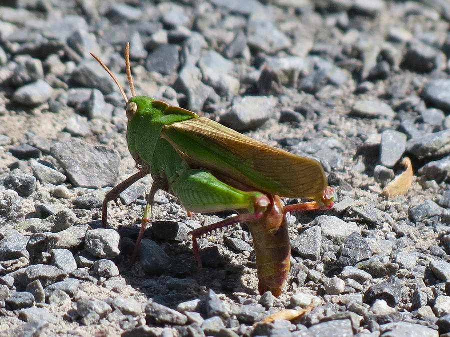 Grasshopper Photograph by Azthet Photography