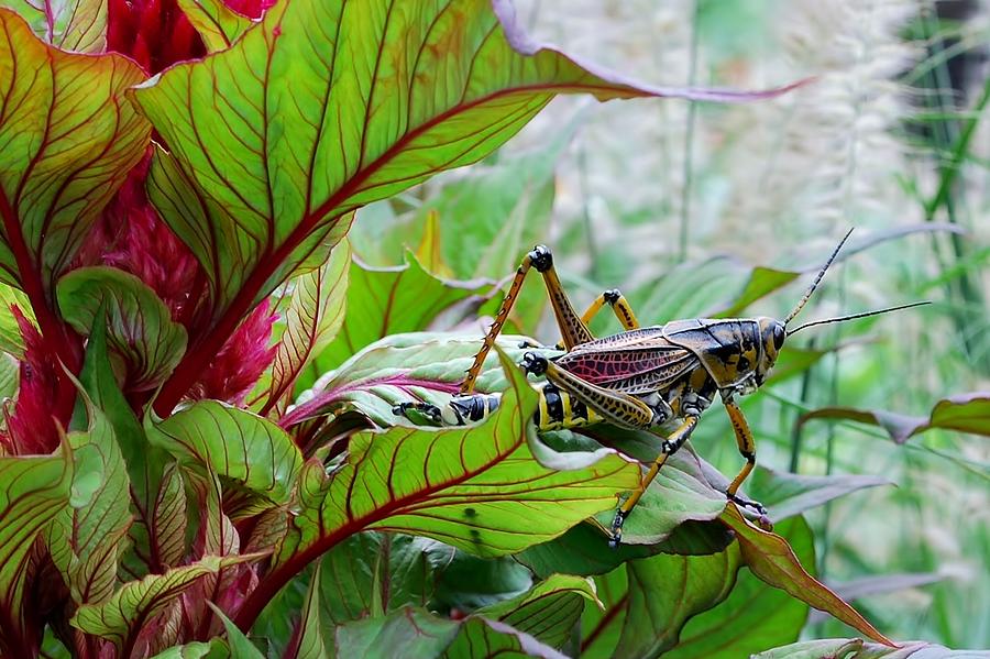 Grasshopper Photograph by Bill Hosford