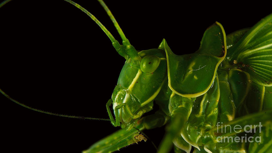 Grasshopper Photograph - Grasshopper Cleaning Antenna by Mareko Marciniak