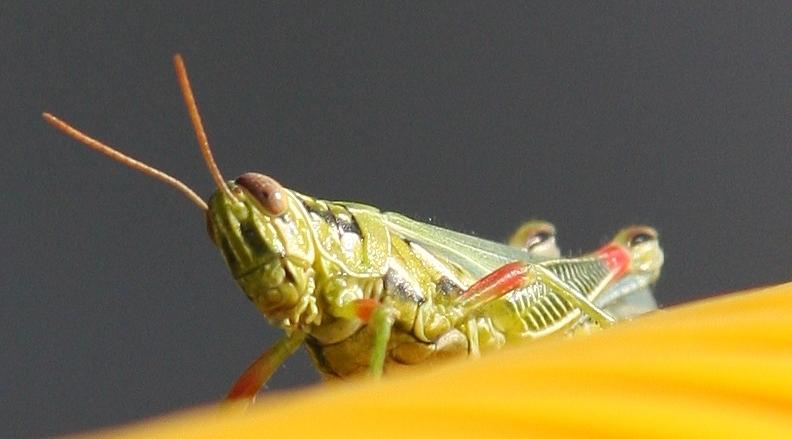 Grasshopper Photograph by DEM Photos